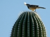 tucson-home-of-the-saguaro-cactus